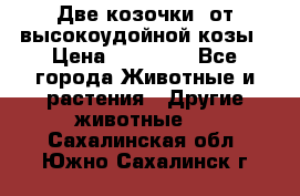 Две козочки  от высокоудойной козы › Цена ­ 20 000 - Все города Животные и растения » Другие животные   . Сахалинская обл.,Южно-Сахалинск г.